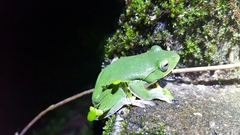 Zhangixalus taipeianus