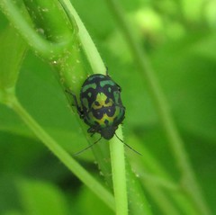 Orsilochides variabilis