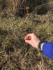 Rhynchospora cephalantha