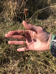 Rhynchospora cephalantha