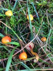 Hygrocybe insipida