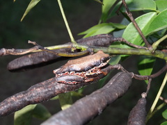 Hyperolius marginatus