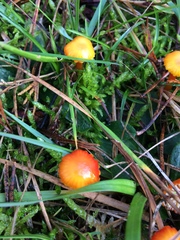 Hygrocybe insipida