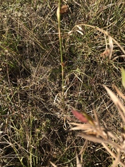 Rhynchospora cephalantha