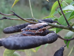 Hyperolius marginatus