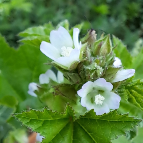 Cluster mallow (Malva verticillata)