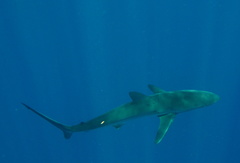 Carcharhinus falciformis
