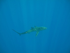 Carcharhinus falciformis