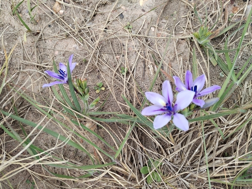 Babiana patersoniae