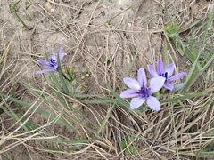 Babiana patersoniae