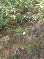 Asimina angustifolia