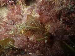 Dictyopteris polypodioides