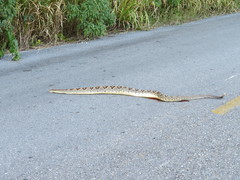 Crotalus tzabcan