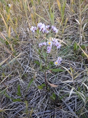 Tripolium pannonicum