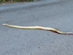 Crotalus tzabcan