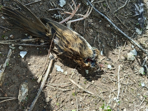 Buscarla pintoja (Locustella naevia)