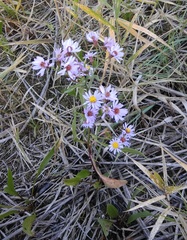 Tripolium pannonicum