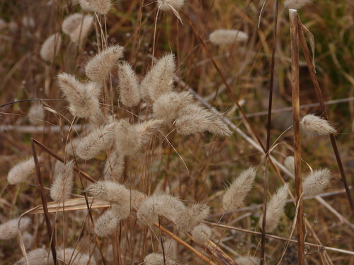 Hare's Tail Grass