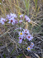 Tripolium pannonicum