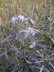 Tripolium pannonicum