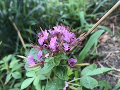 Polanisia dodecandra riograndensis