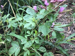 Polanisia dodecandra riograndensis