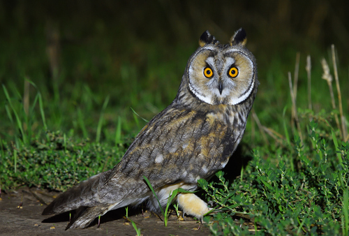 Hibou moyen-duc
