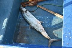 Scomberomorus commerson