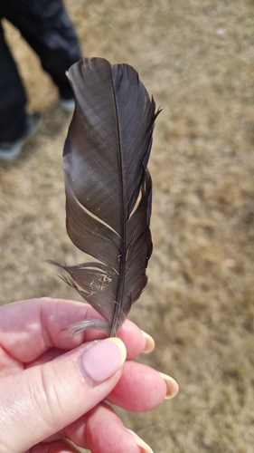 Plume de Choucas des tours