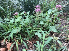 Polanisia dodecandra riograndensis