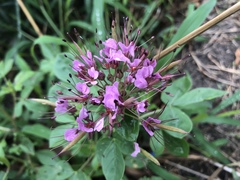 Polanisia dodecandra riograndensis