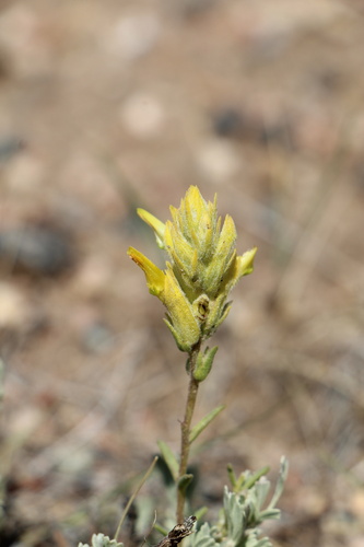 yellow paintbrush (Castilleja flava)