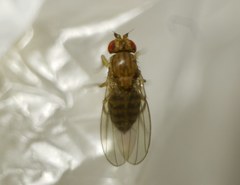 Drosophila busckii