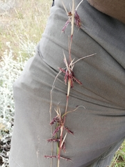 Cymbopogon marginatus