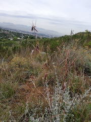 Cymbopogon marginatus