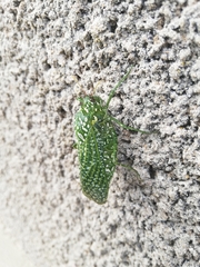 Physemacris variolosa