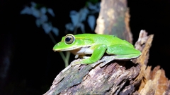 Zhangixalus prasinatus