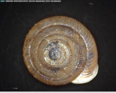 Polygyrinae