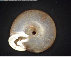 Polygyrinae