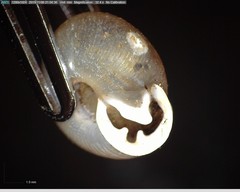 Polygyrinae
