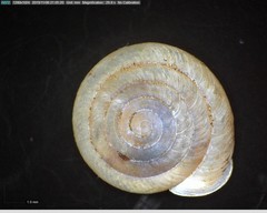 Polygyrinae