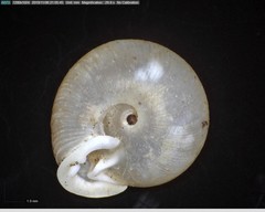 Polygyrinae