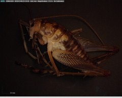 Ceuthophilus secretus