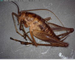 Ceuthophilus secretus