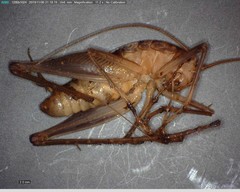 Ceuthophilus secretus