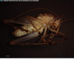 Ceuthophilus secretus