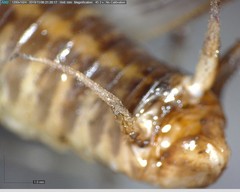 Ceuthophilus secretus