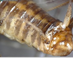 Ceuthophilus secretus