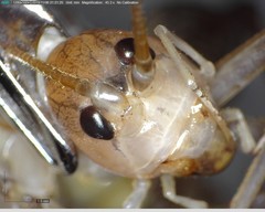 Ceuthophilus secretus