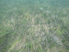 Caulerpa prolifera